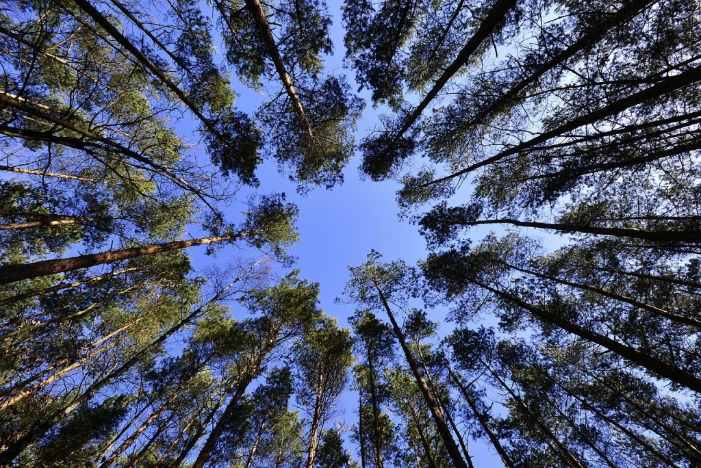 tree forest