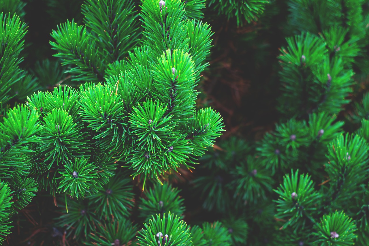 pine plant