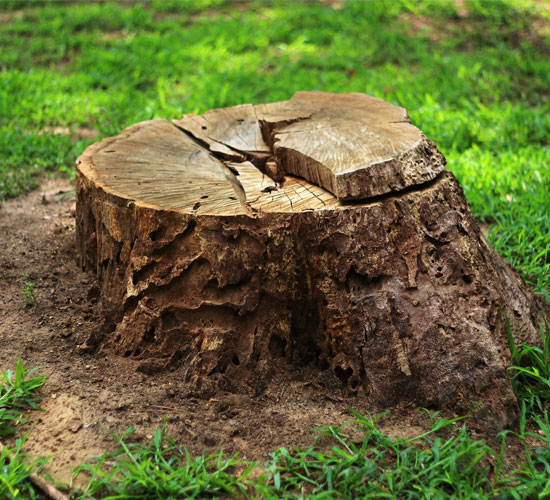 stump removal mentor