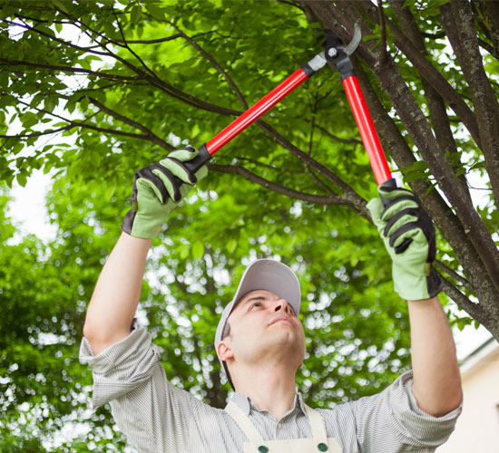 tree pruning mentor