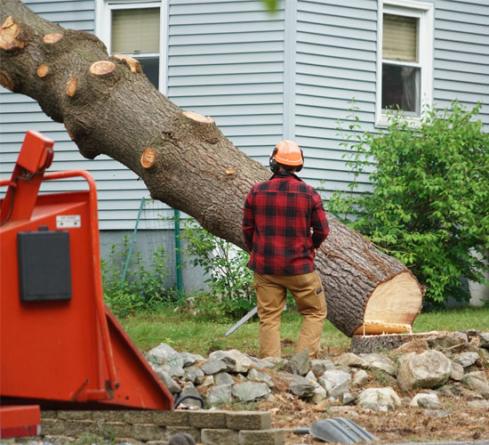 tree removal mentor